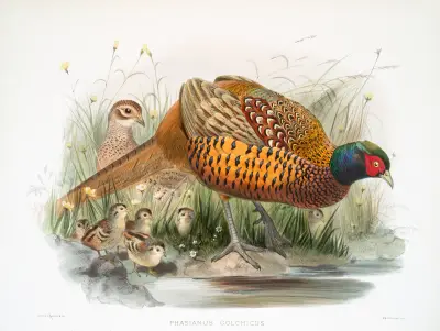 Phasianus colchicus. av Joseph Smit