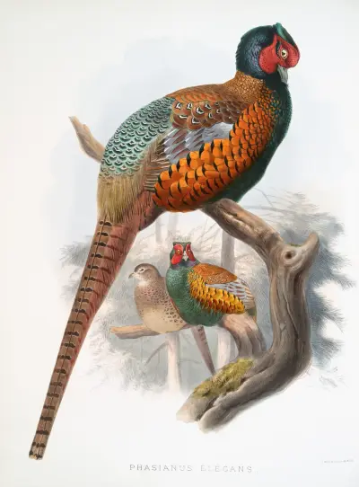 Phasianus elegans. av Joseph Smit