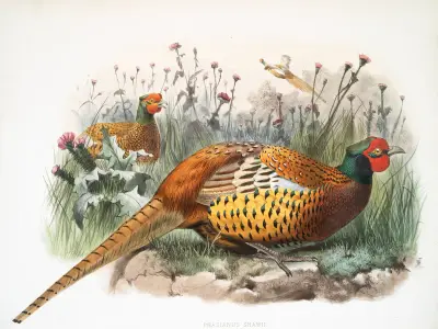 Phasianus Shawii. av Joseph Smit