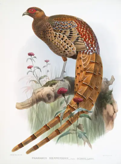 Phasianus Soemmerringi, var scintillans. av Joseph Smit