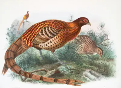 Phasianus Soemmerringii. av Joseph Smit