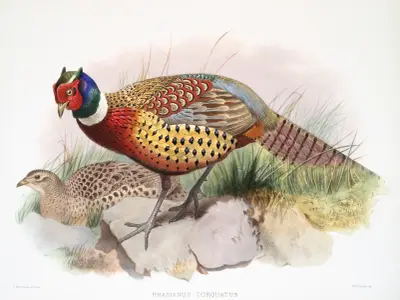 Phasianus torquatus. av Joseph Smit