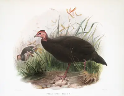 Phasidus Niger av Joseph Smit