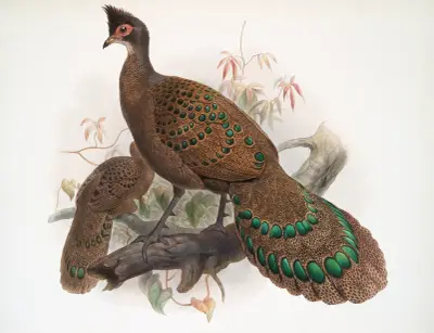 Polyplectron bicalcaratum. av Joseph Smit