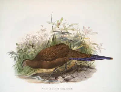 Polyplectron chalcurum von Joseph Smit
