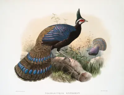 Polyplectron emphanum. av Joseph Smit