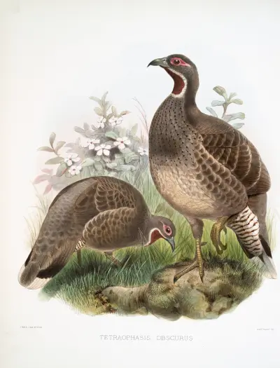 Tetraophasis obscurus. av Joseph Smit
