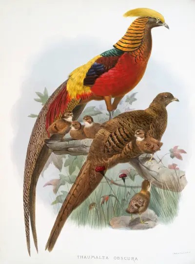 Thaumalea obscura av Joseph Smit