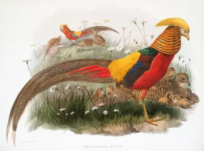 Thaumalea picta. av Joseph Smit