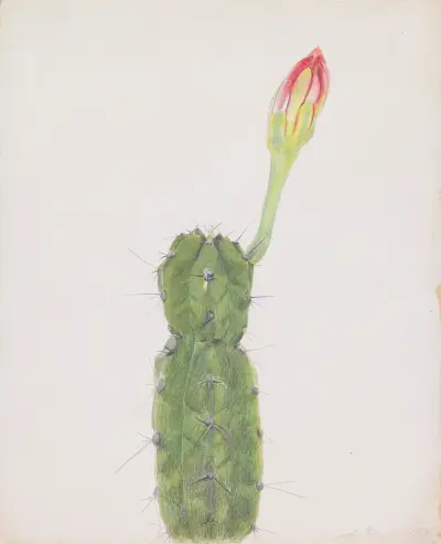 Cactus av Joseph Stella