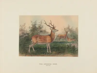 The Japanese Deer av Joseph Wolf