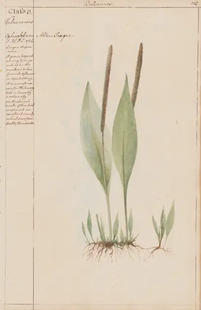 Adders Tongue av Joshua Webster