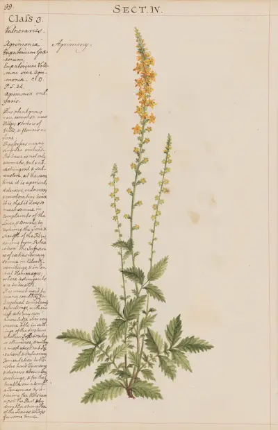 Agrimony, Joshua Webster