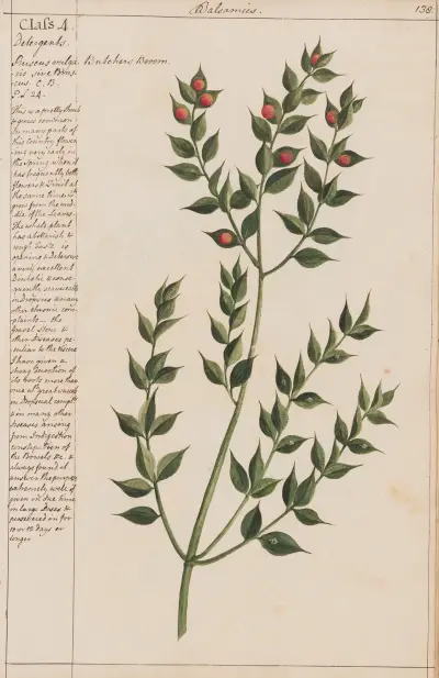 Butcher's Broom, Joshua Webster