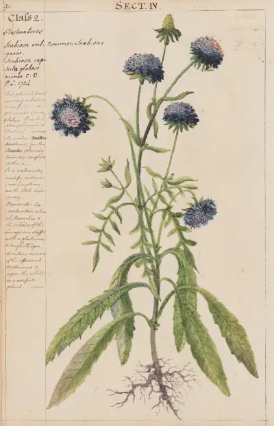Commmon Scabious av Joshua Webster