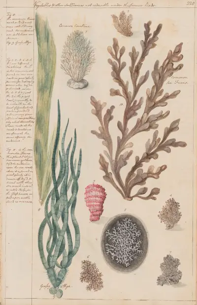 Common Coralline, Common Sea Fueus av Joshua Webster