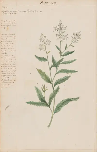 Common Dittander av Joshua Webster