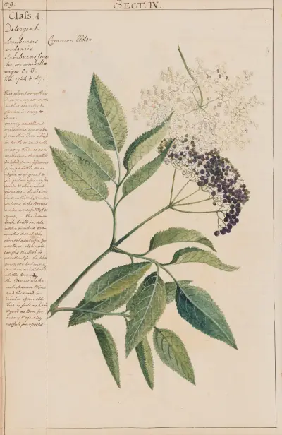 Bez černý, 1780 – č. 1, Joshua Webster
