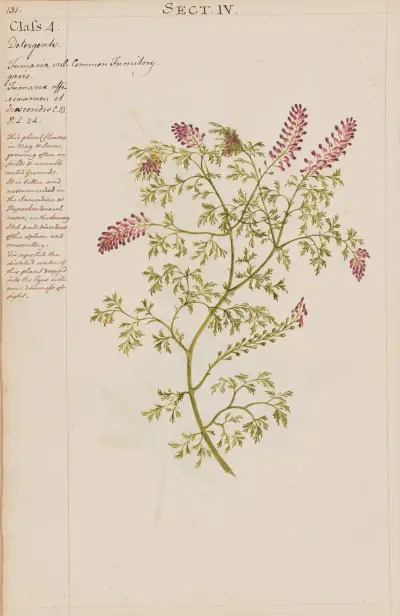 Common fumitory av Joshua Webster