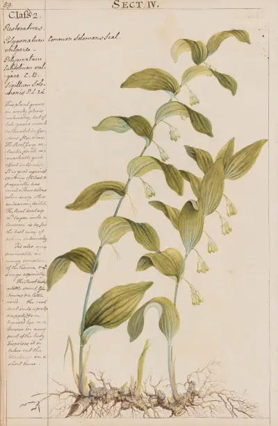 Common Solomon’s Seal av Joshua Webster