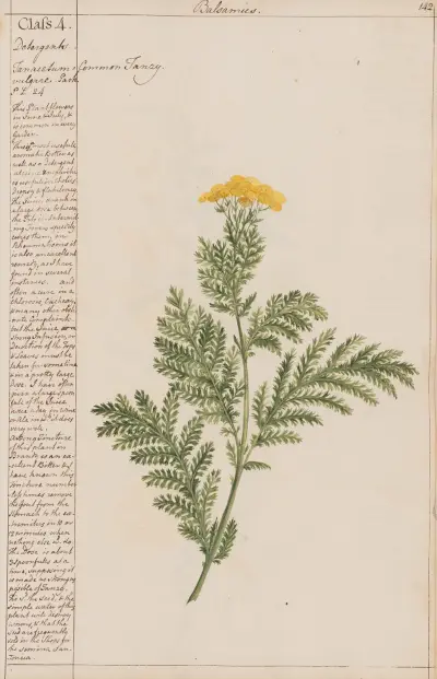 Common Tansy av Joshua Webster