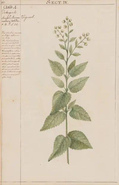 Figwort av Joshua Webster
