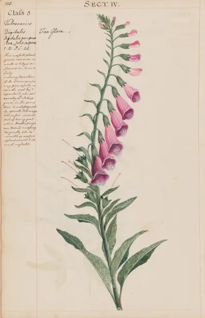 Fox Glove av Joshua Webster