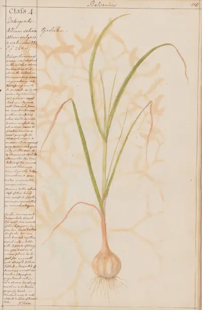 Česnek, Joshua Webster