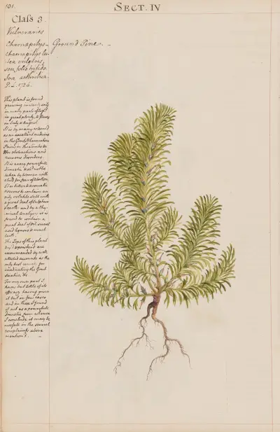 Ground Pine av Joshua Webster
