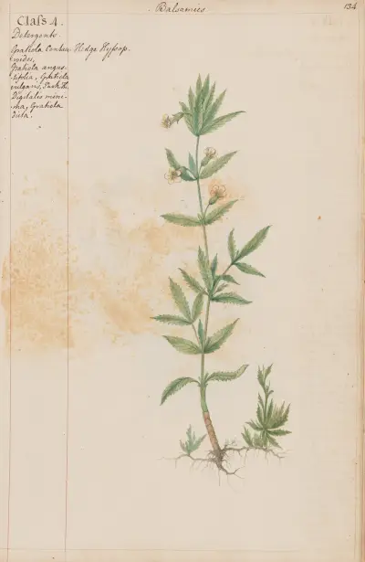 Hedge Hyssop av Joshua Webster