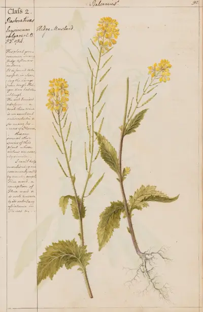 Hedge Mustard av Joshua Webster