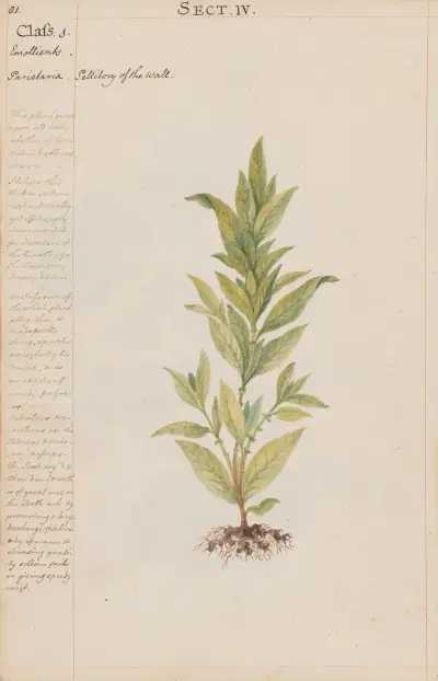Pellitory of the wall av Joshua Webster