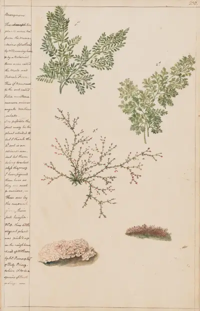 Plants from the mountains of Scotland av Joshua Webster