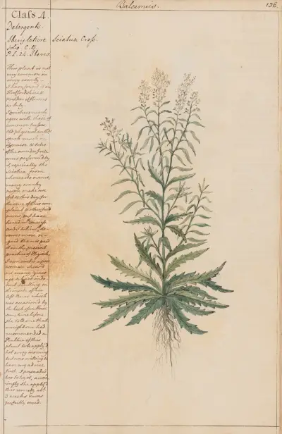 Sciatica Cress av Joshua Webster