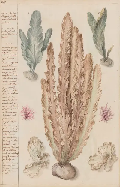 Meerespflanzen von der Küste Kents von Joshua Webster