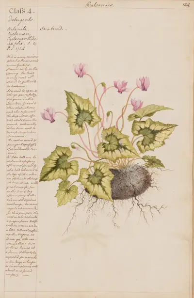 Svinbröd, Joshua Webster