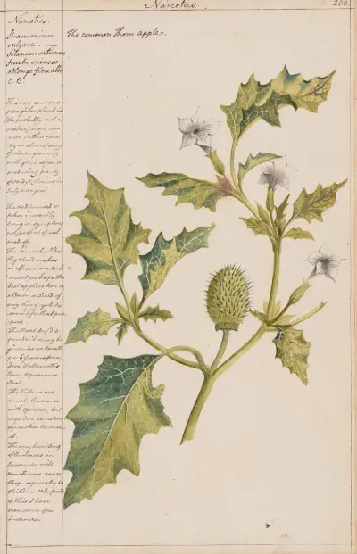 Durman obecný, Joshua Webster