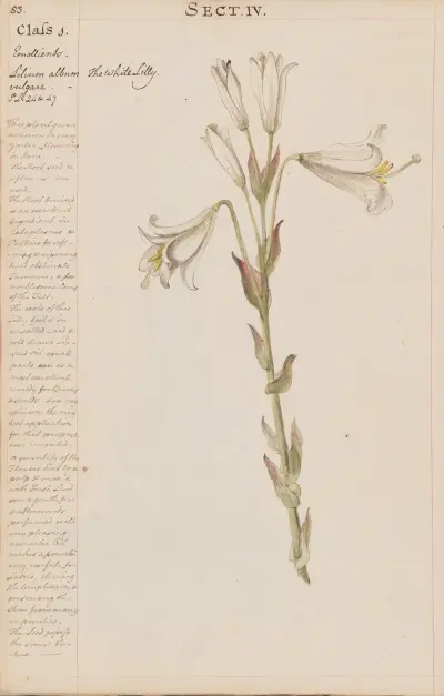 The White Lilly av Joshua Webster