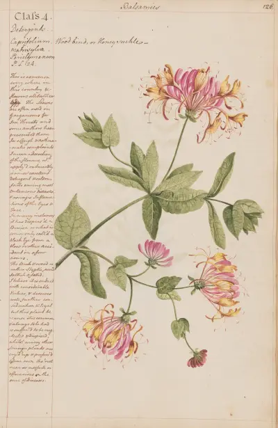 Wood bind or Honeysuckle av Joshua Webster