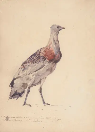 Study of bustard av Jozef Chelmonski