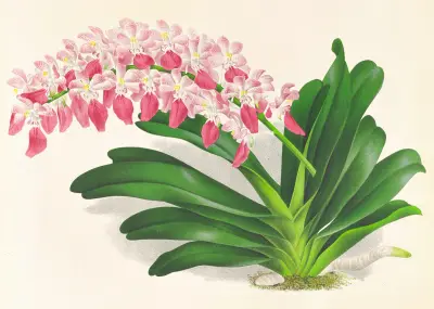 Aerides maculosum av Jean Jules Linden
