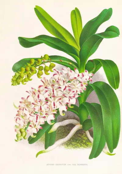 Aerides Odoratum av Jean Jules Linden