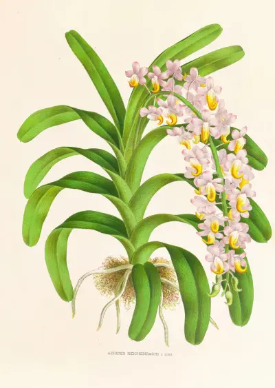 Aerides Reichenbach von Jean Jules Linden