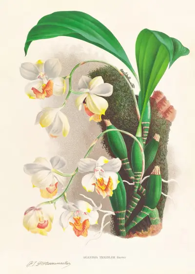 Aganisia tricolor av Jean Jules Linden