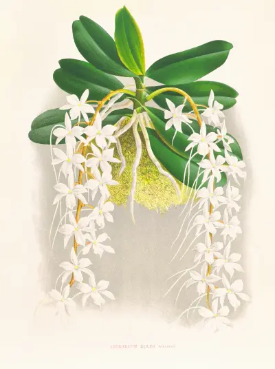 Angraecum ellisi av Jean Jules Linden
