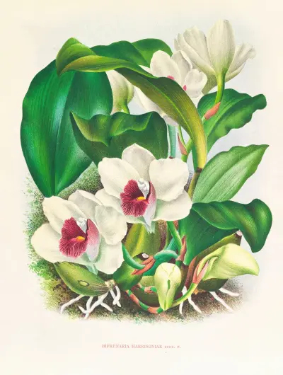 Bifrenaria harrisoniae av Jean Jules Linden