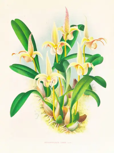 Bolbophyllum lobbi av Jean Jules Linden