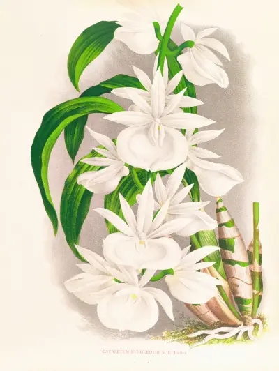 Catasetum bungerothi av Jean Jules Linden