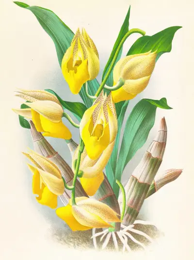 Catasetum macrocarpum av Jean Jules Linden