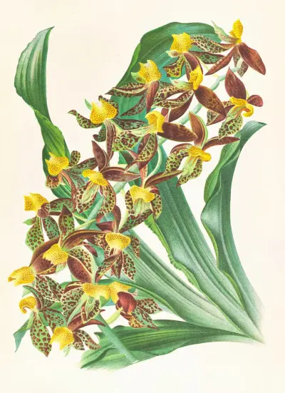 Catasetum rodigasianum av Jean Jules Linden